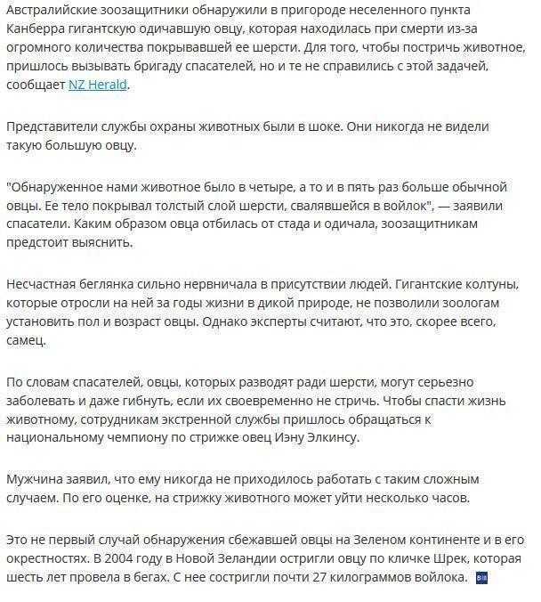 Овцу, которая может умереть от переизбытка шерсти, постригут под наркозом