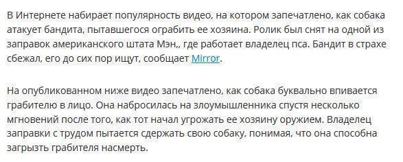 Собака спасла владельца заправки, укусив грабителя за лицо