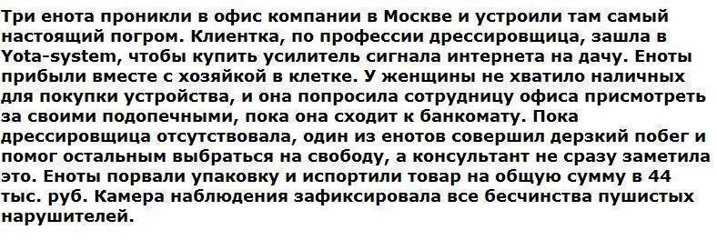 Еноты устроили погром в московском офисе интернет провайдера