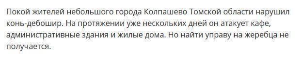 Конь-дебошир держит в страхе жителей города Колпашево