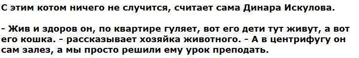 Постиравшие кота в стиральной машине не считают себя виноватыми