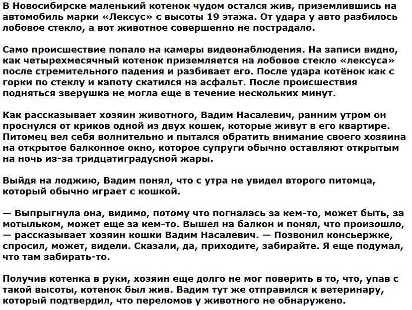 В Новосибирске котенок выжил, упав на «лексус» с 19-го этажа