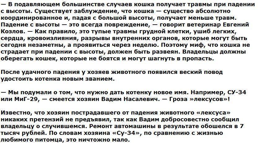 В Новосибирске котенок выжил, упав на «лексус» с 19-го этажа