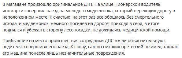 В Магадане водитель сбил медвежонка на проезжей части в черте города