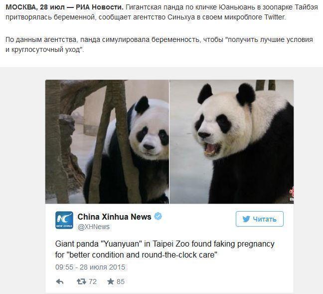 Панда в Тайване притворялась беременной, чтобы получить лучшие условия